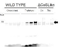 Rhodanese/cell cycle control phosphatase superfamily protein in the group Antibodies Plant/Algal / Arabidopsis thaliana at Agrisera AB (Antibodies for research) (AS15 2900)